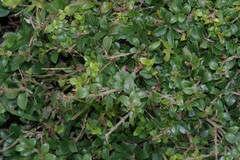 Canthium spinosum