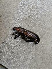 Brachyderes lusitanicus