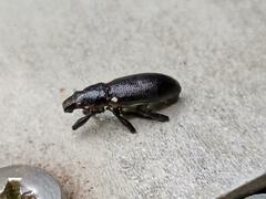 Brachyderes lusitanicus