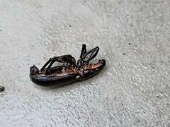 Brachyderes lusitanicus