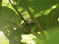 Hemicircus concretus