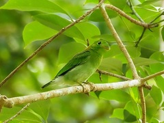 Calyptomena viridis