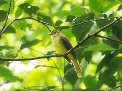 Tricholestes criniger