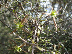 Clematis quadribracteolata