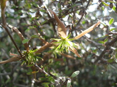 Clematis quadribracteolata
