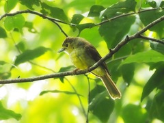 Tricholestes criniger