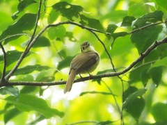 Tricholestes criniger