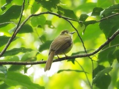 Tricholestes criniger