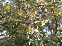 Clematis quadribracteolata