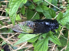 Cryptotympana holsti