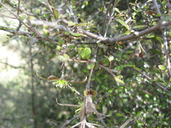 Clematis quadribracteolata