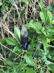 Cryptotympana holsti