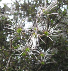 Clematis quadribracteolata