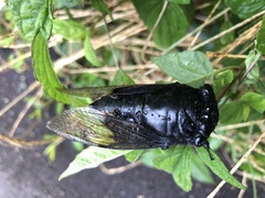 Cryptotympana holsti