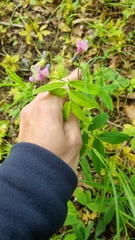 Lathyrus linifolius