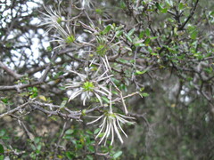 Clematis quadribracteolata