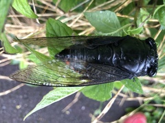 Cryptotympana holsti