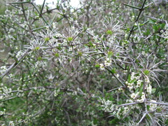 Clematis quadribracteolata
