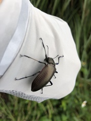 Andocamaria formosana