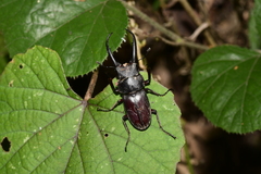 Prosopocoilus gracilis