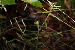 Crotalaria montana