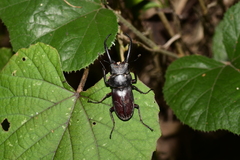 Prosopocoilus gracilis