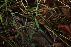 Crotalaria montana