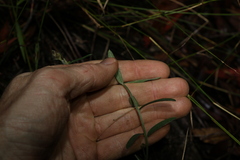 Crotalaria montana