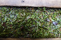 Abrotanella caespitosa