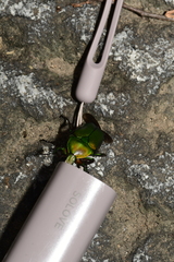 Pseudotorynorrhina japonica