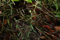 Crotalaria montana