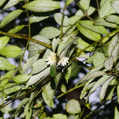Atherosperma moschatum
