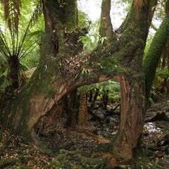 Atherosperma moschatum