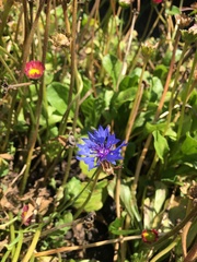 Centaurea cyanus