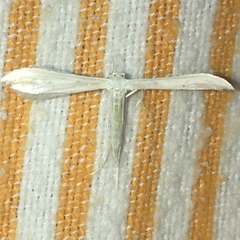 Hellinsia homodactylus