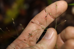Panicum decompositum