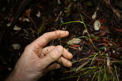 Panicum decompositum