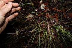 Panicum decompositum