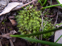 Pseudocrossidium crinitum