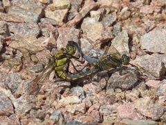 Orthetrum cancellatum