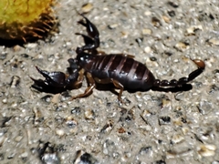 Euscorpius garganicus