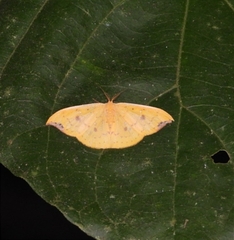 Tridrepana fulvata