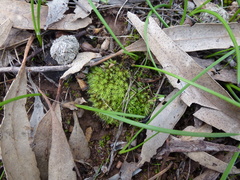 Pseudocrossidium crinitum