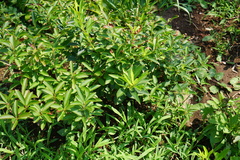 Forsythia viridissima