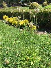 Plantago lanceolata