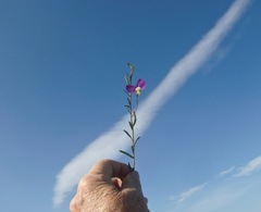 Polygala peduncularis