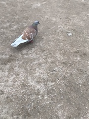 Columba livia domestica