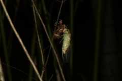 Cryptotympana atrata