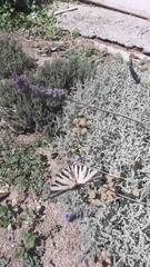 Iphiclides podalirius