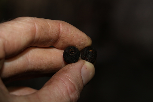 Image of Eucalyptus baileyana by (c) Greg Tasney, some rights reserved (CC BY-SA)